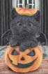 13101 Kat zwart in Halloweenpompoen